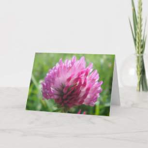 Grußkarte rosa Kleeblatte Blüte in Leerzeichen Karte