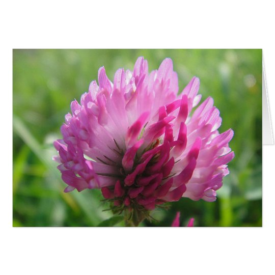 Grusskarte rosa Kleeblüte, blanko Karte