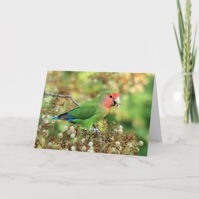Grußkarte - Rosig-gesichtiger Lovebird Karte (Vorderseite)