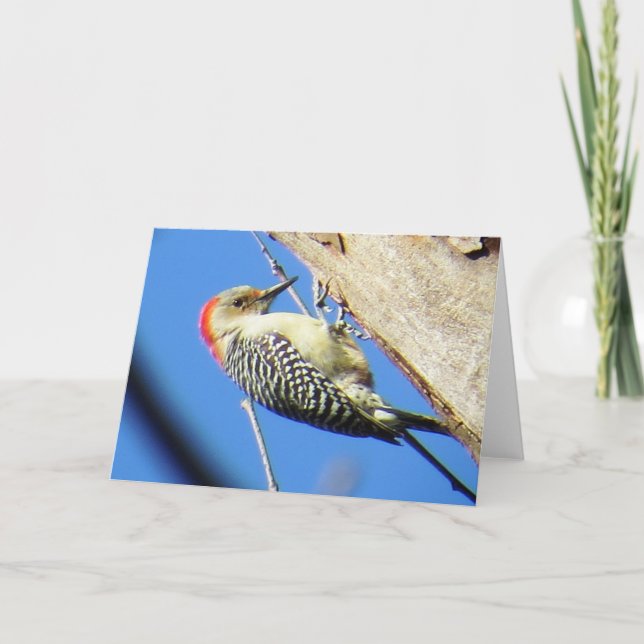Grußkarte Rot-Böse Woodpecker Karte (Vorderseite)