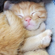 Grußkarte - Schlafkätzchen