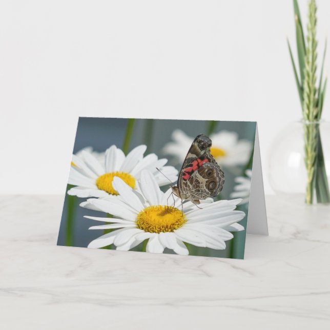 Grußkarte - Schmetterling auf einem Shasta Daisy Karte (Vorderseite)