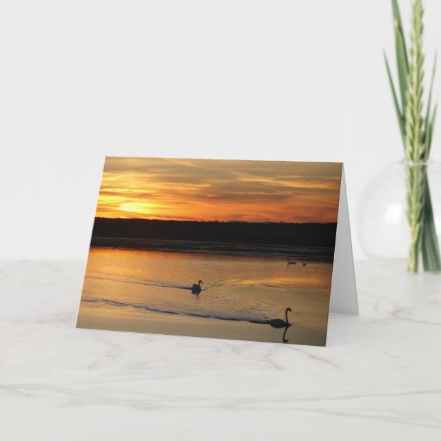 Grußkarte: Schwäne im Sonnenuntergang Karte (Vorderseite)