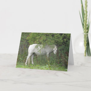 Grußkarte Shy White Horse Karte