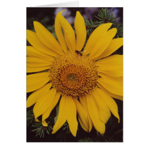 Grußkarte Sonnenblume Grüne Kiefer