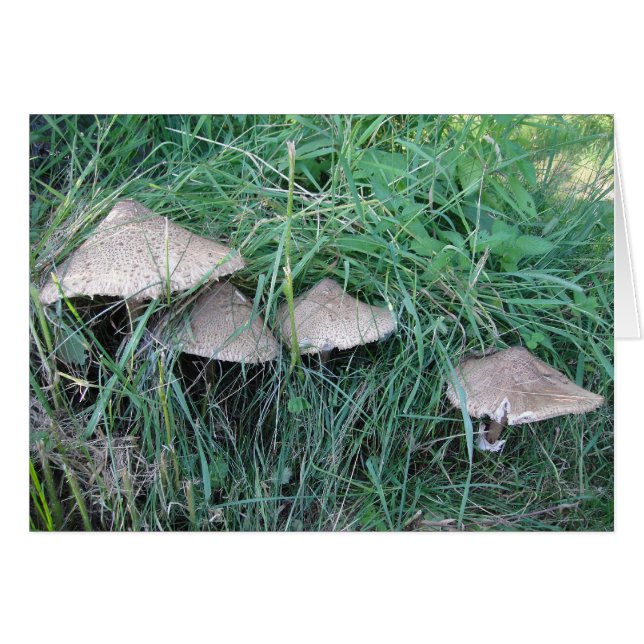 Grusskarte vier Pilzhüte, blanko (Devant horizontal)