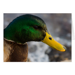 Grußkarte von Male Mallard
