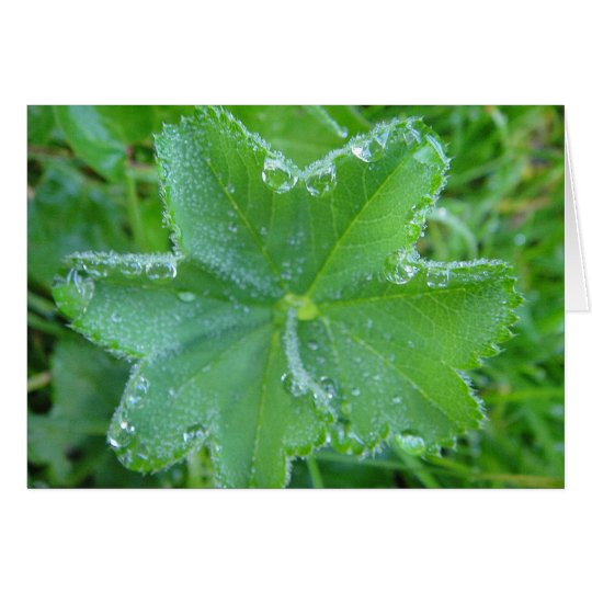 Grusskarte Wassertropfen auf Blatt Karte