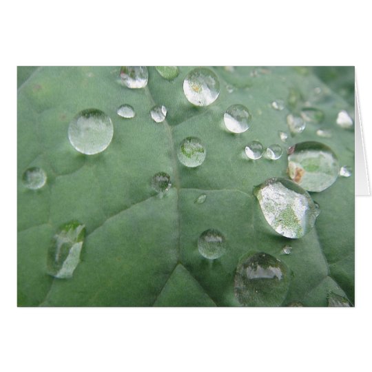 Grusskarte Wassertropfen auf graugrünem Blatt Karte