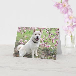 Grußkarte - White Akita Karte