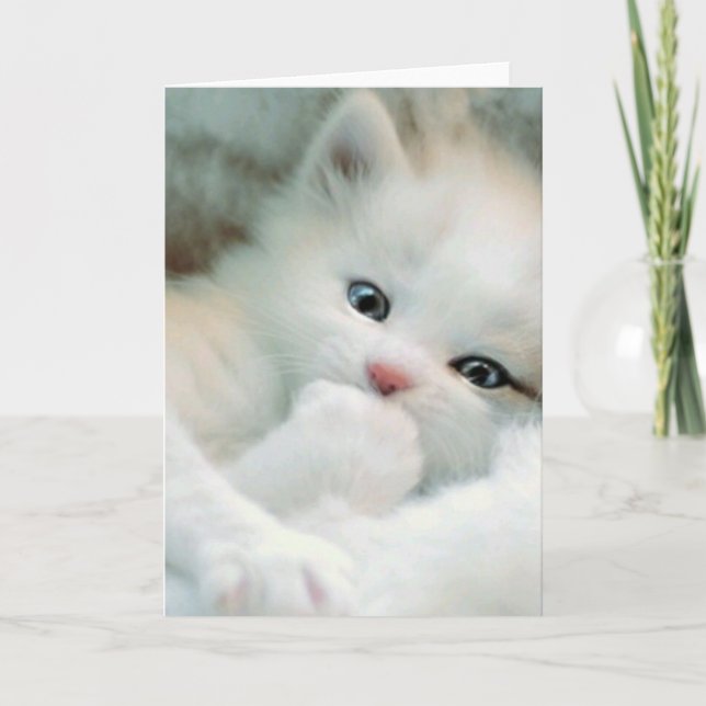Grußkarte - White Fluffy Kitten Karte (Vorderseite)