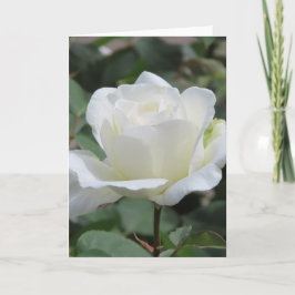 Grußkarte "White Rose" Ankündigung
