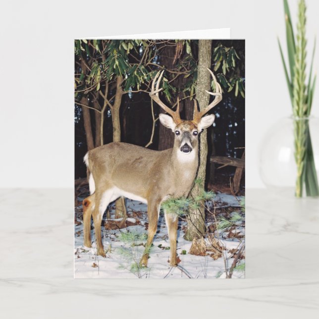 Grußkarte "White Schwanz Buck" Karte (Vorderseite)