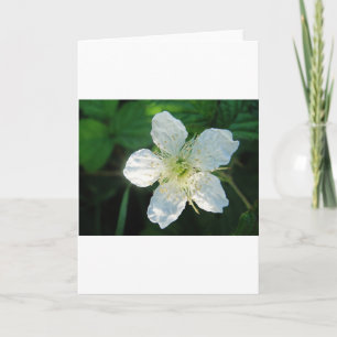 Grußkarte Wild Backberry Blüte Karte