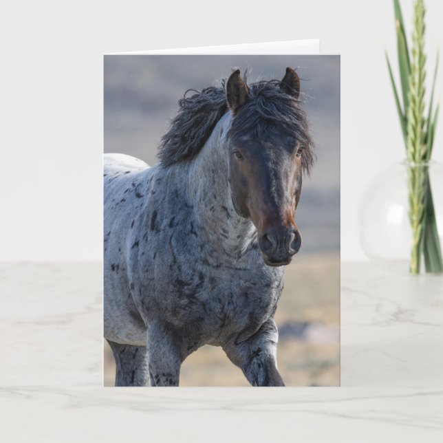 Grußkarte Wildes Pferd - Blau und seine Familie Dankeskarte (Vorderseite)