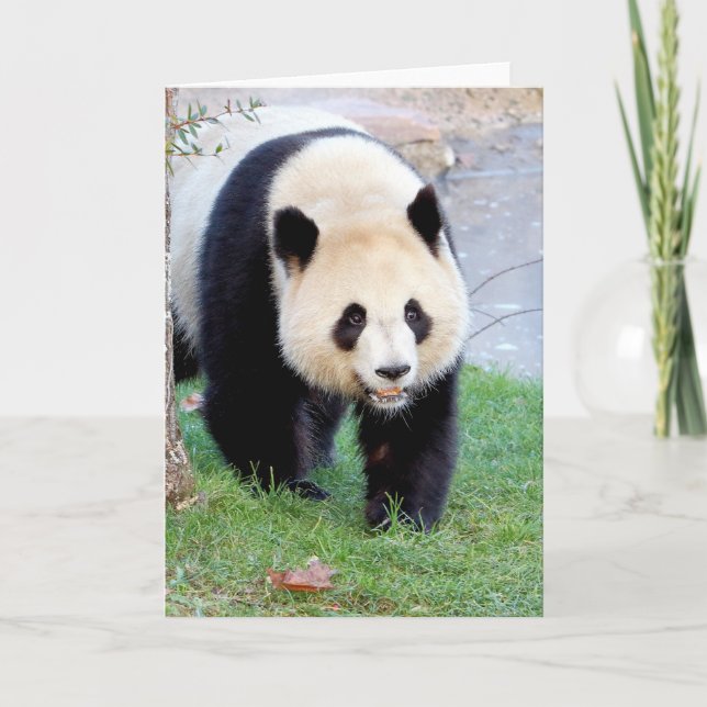 Grußkarten Foto Riesenpanda. Panda Geant. Karte (Vorderseite)