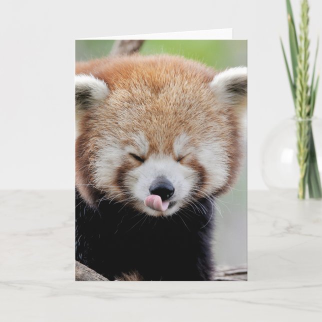 Grußkarten Foto roten Panda. Panda roux. Karte (Vorderseite)