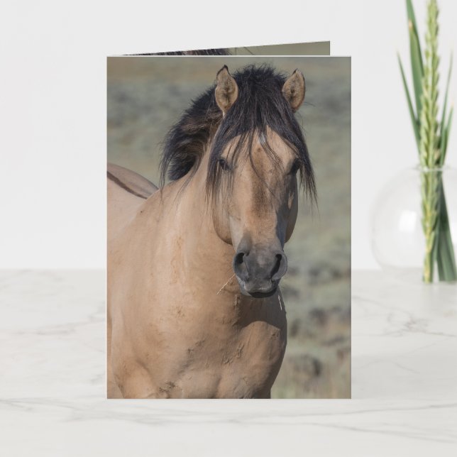 Grußkarten von Fallen Star in Portrait Wild Horse Dankeskarte (Vorderseite)