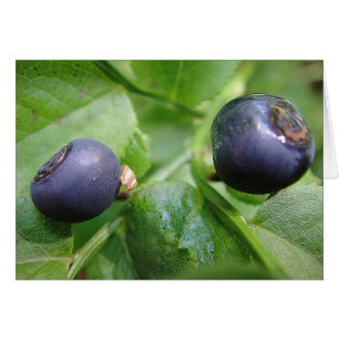 Grusszwei Waldheidelbeeren, trübe