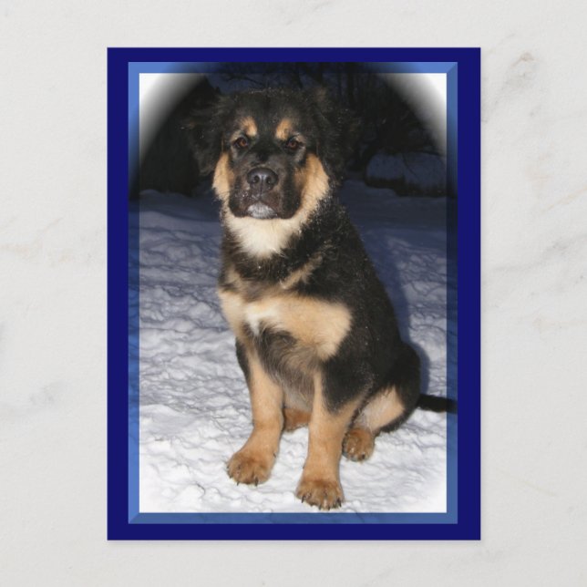 GSD-Mix-Postkarten Postkarte (Vorderseite)