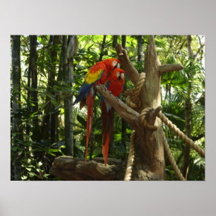 Guacamayo 7 Farben/Scharlachrot Macaw- Poster