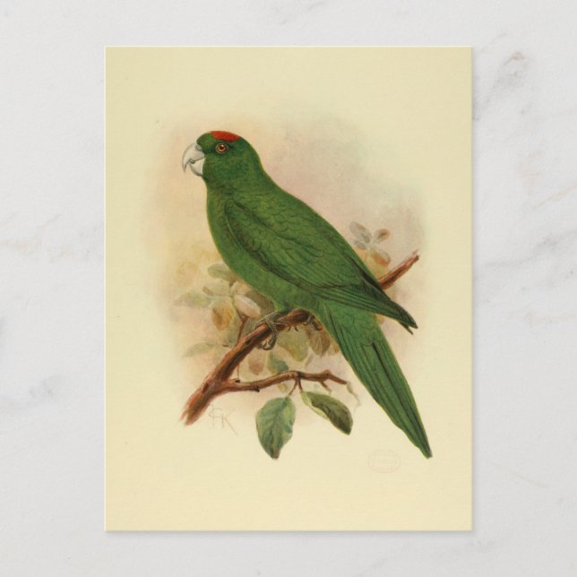 Guadeloupe Parakeet Extinct 1908 Postkarte (Vorderseite)