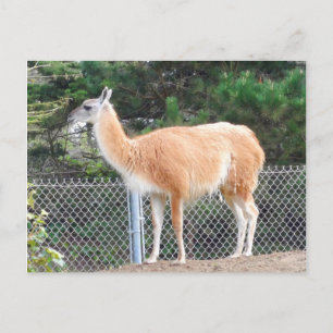 Guanaco #1 Postkarte