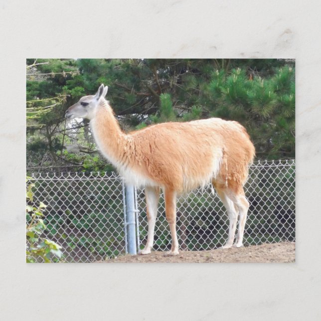 Guanaco #1 Postkarte (Vorderseite)