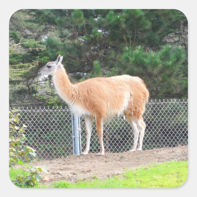 Guanaco #1 Stickers (Vorderseite)