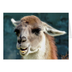GUANACO CARD
