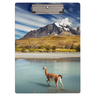 Guanaco, der den Fluss in Torres Del Paine kreuzt Klemmbrett