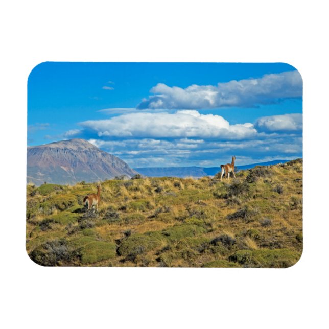 Guanaco-Land, Patagonien Magnet (Horizontal)