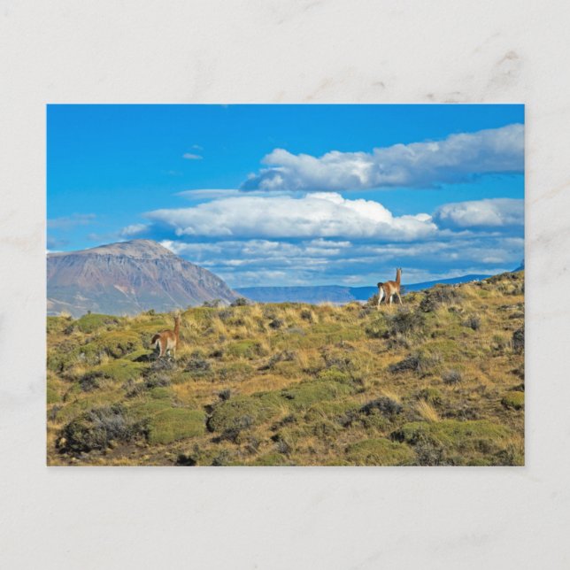 Guanaco-Land, Patagonien Postkarte (Vorderseite)