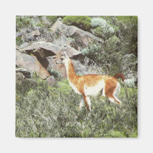 Guanaco Magnet