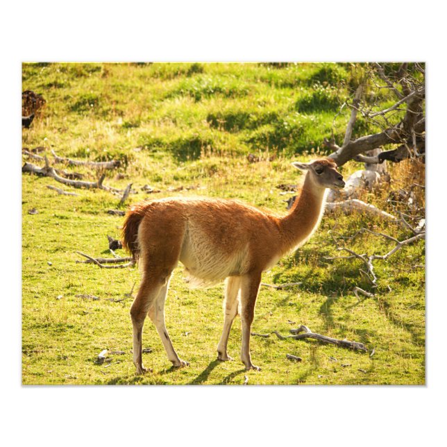 Guanaco Sonnenschein Fotodruck (Vorne)
