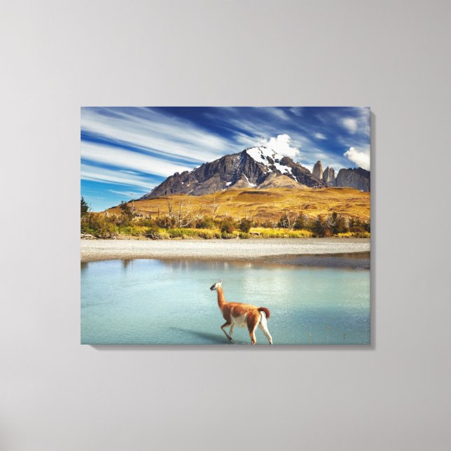Guanaco überquert den Fluss in Torres del Paine Leinwanddruck (Vorderseite)