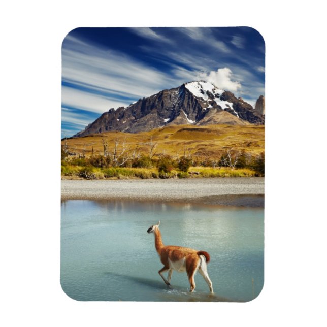 Guanaco überquert den Fluss in Torres del Paine Magnet (Vertikal)