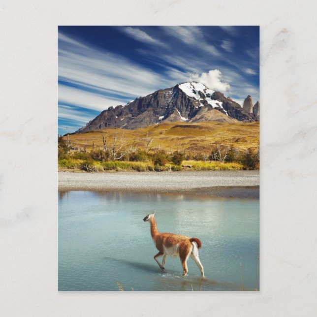 Guanaco überquert den Fluss in Torres del Paine Postkarte (Vorderseite)
