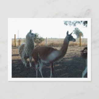 Guanaco und Lama Postkarte