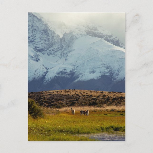 Guanacos-Bergspitze Postkarte (Vorderseite)