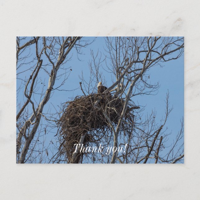 Guard Eagle Vielen Dank Postcard Postkarte (Vorderseite)