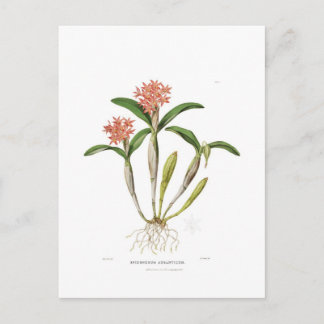 Guarianthe aurantiaca postkarte