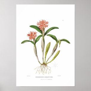 Guarianthe aurantiaca von Miss Drake. Poster
