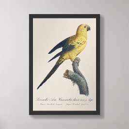 Guarouba dans söhns jüdisches Alter / Sonnenparake Fotodruck