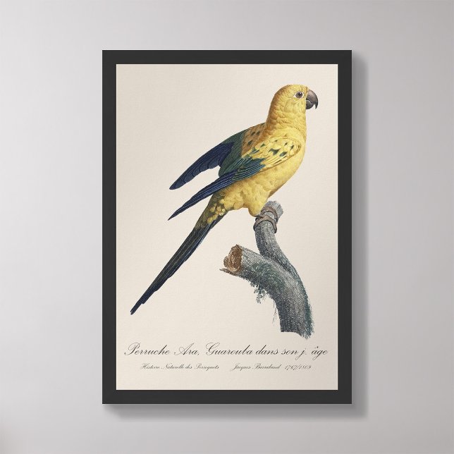 Guarouba dans söhns jüdisches Alter / Sonnenparake Fotodruck (Von Creator hochgeladen)