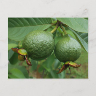 Guavas Postkarte