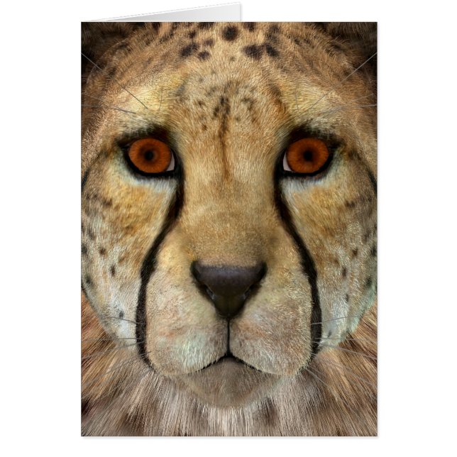 Guépard (Devant)