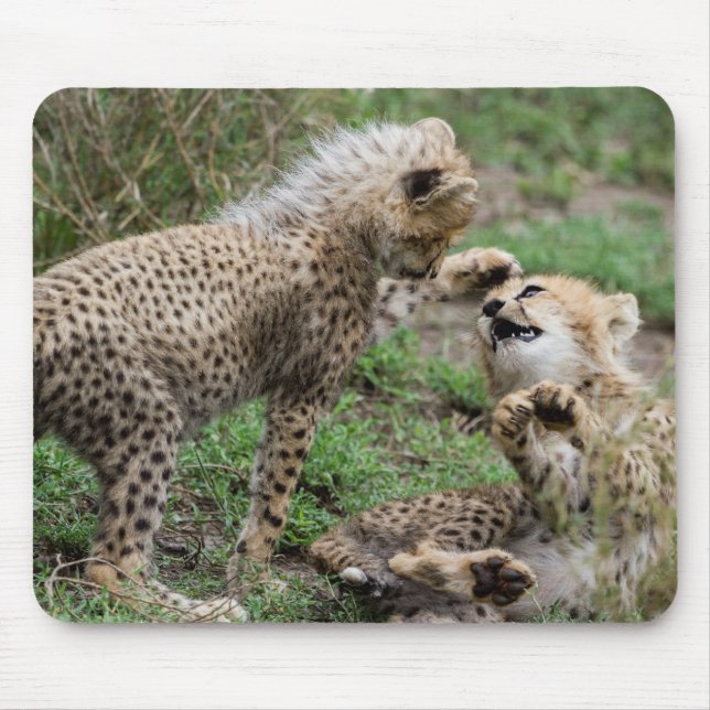 Guépard CUB jouant le tapis de souris (Devant)