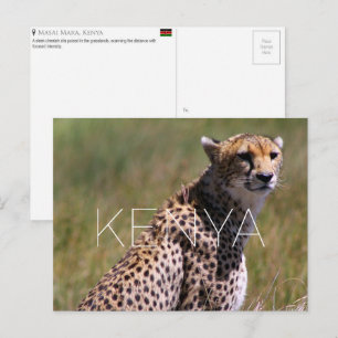 Guépard dans le Masai Mara, Kenya Carte postale de