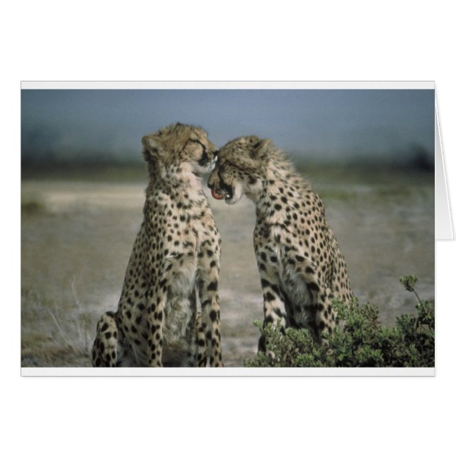 guépards (Devant horizontal)